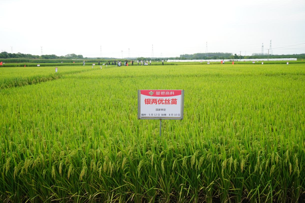 銀兩優絲苗2.jpg 銀兩優絲苗2.jpg