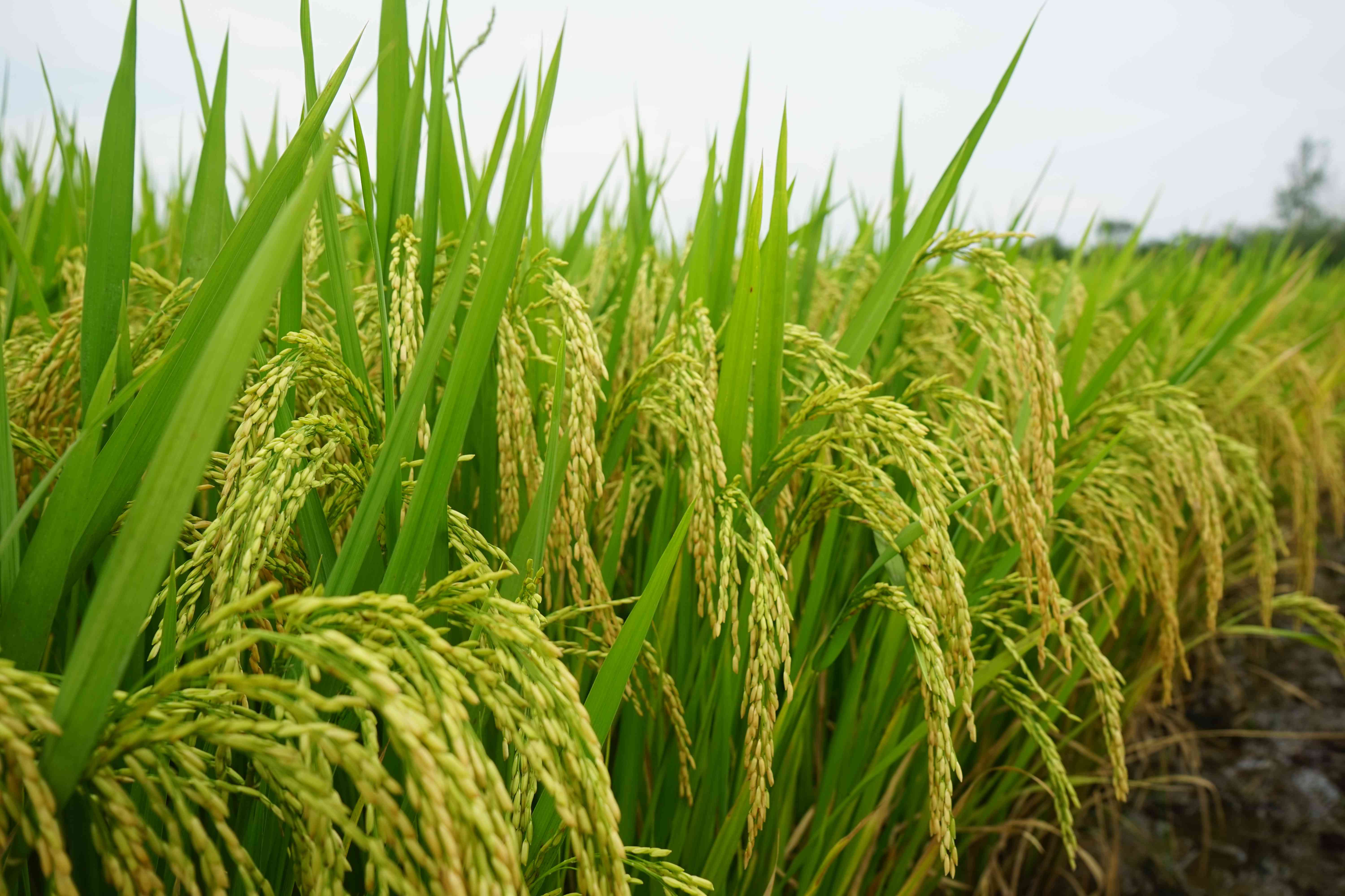 9、Q兩優(yōu)1606(1).jpg 9、Q兩優(yōu)1606(1).jpg