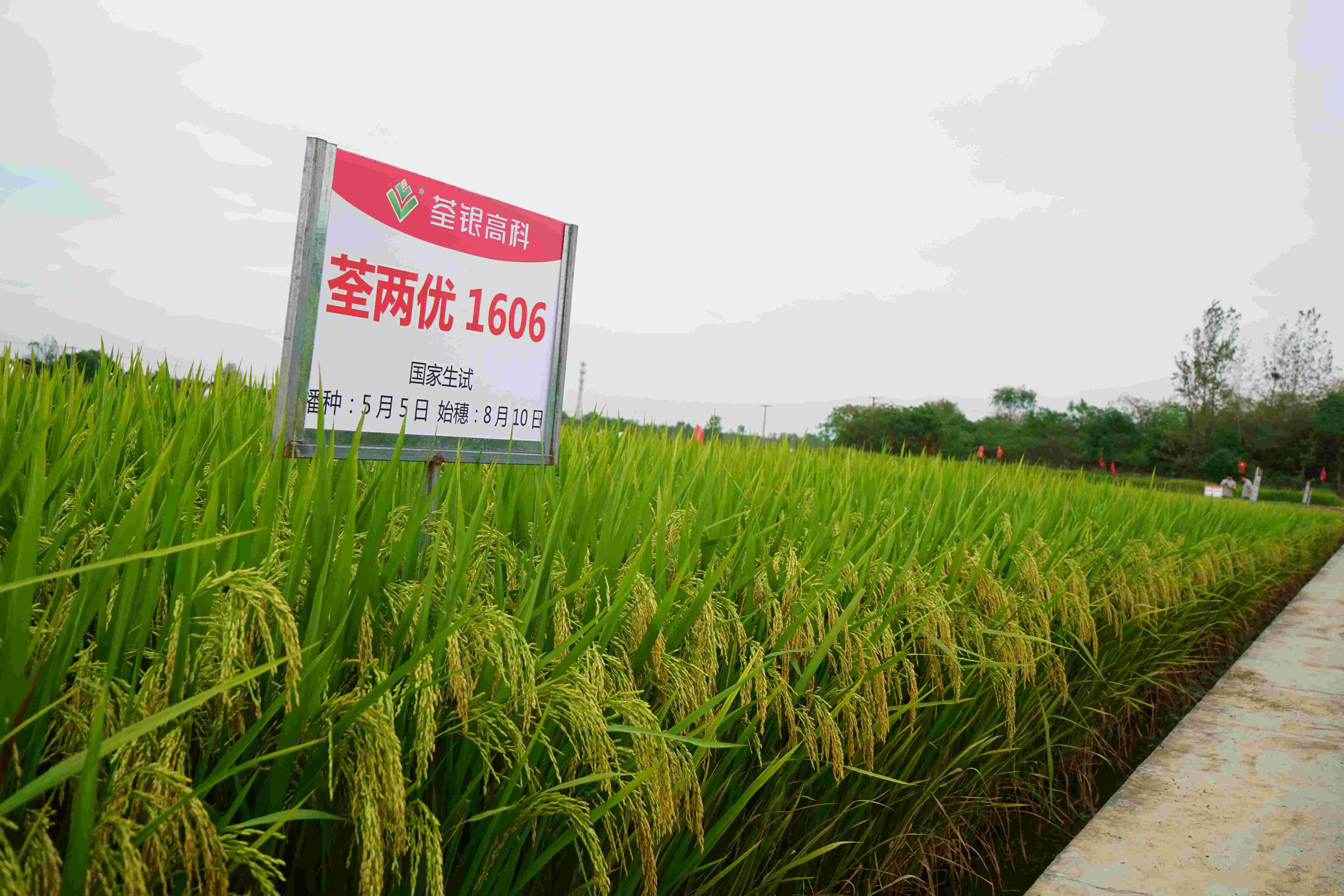 8、荃兩優1606(1).jpg 8、荃兩優1606(1).jpg